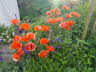 Mohn