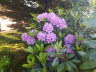 Rododendron